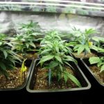 Immature marijuana plants under a grow light
