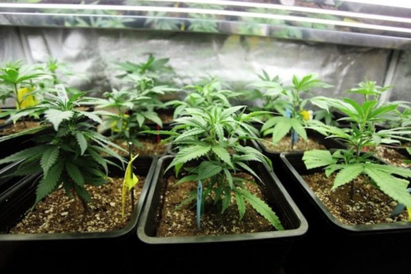 Immature marijuana plants under a grow light