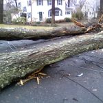 Fallen tree in driveway