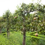 Apple trees during summer